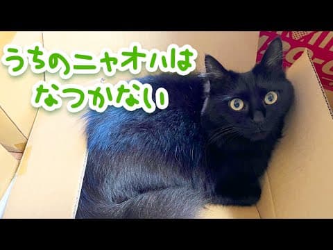 うちのニャオハはなつかない