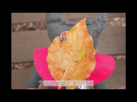 【オリジナルMV】少年カメラ／40ｍP 歌ってみた あみっこ